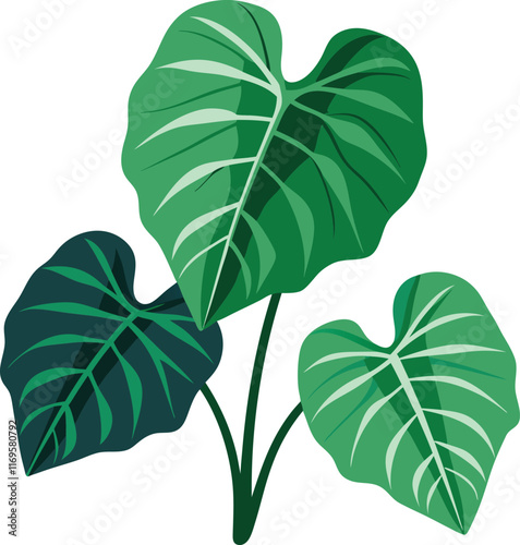 colocasia leaves with white background