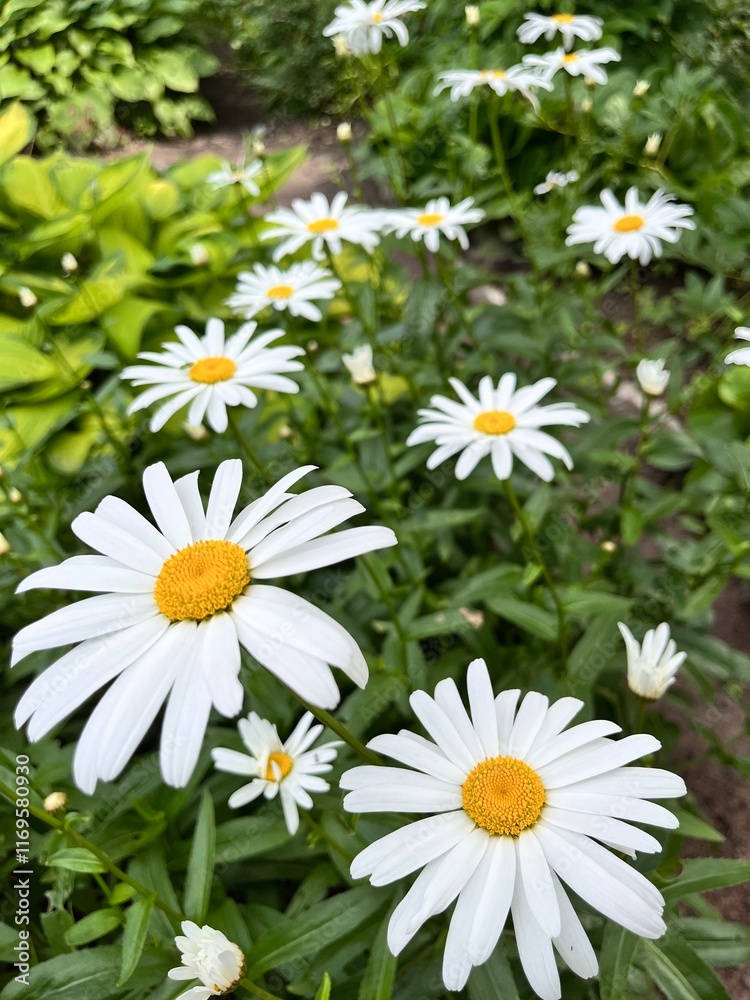 Fototapeta premium Blooming Leucanthemum Alaska . Large flowers with wide white petals and a yellow center in a summer flower garden . Flower background.