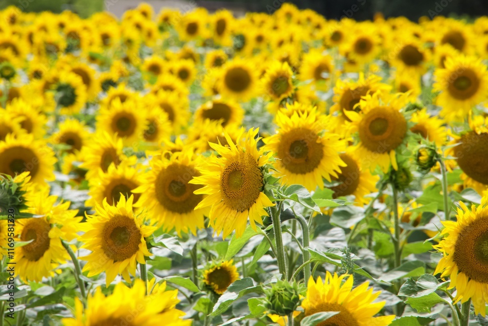Sonnenblumenfeld im Sommer Sonnenblumenfeld im Sommer