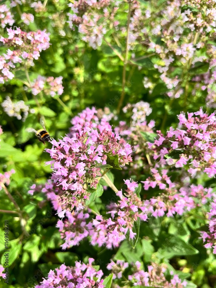 dense, creeping groundcover plant with many small pink inflorences. Origanum vulgare in the summer flower garden. Flower background. dense, creeping groundcover plant with many small pink inflorences. Origanum vulgare in the summer flower garden. Flower background.