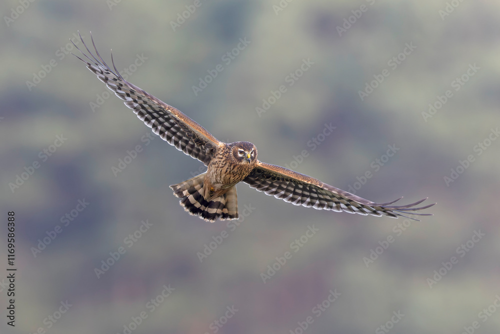 Fototapeta premium Female hen harrier (Circus cyaneus) in flight hunting.