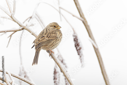 An adult corn bunting (Emberiza calandra) perched on an snowy branch. photo