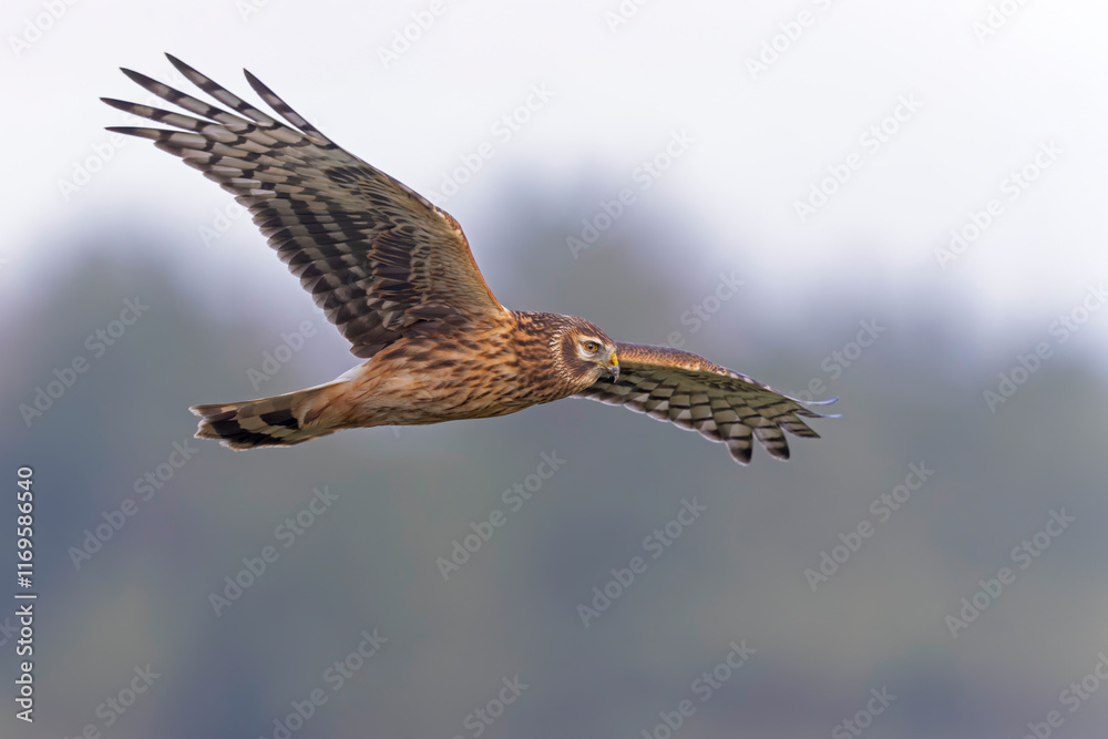 Fototapeta premium Female hen harrier (Circus cyaneus) in flight hunting.
