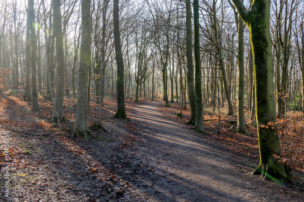 Fototapeta premium path in the woods