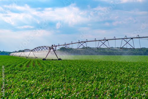 Organic vegetable farm. Water sprinkler irrigating field. Drip irrigation system. Crop irrigation. Agriculture and farming. Irrigation system watering agricultural field in countryside. Fieldwork