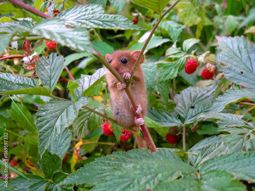 Light Brown Dormouse on Raspberry Branch in Lush Green Bush