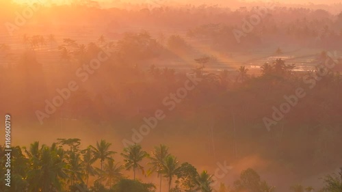 Magical sunrise aerial view of Bali field covered with mist, Indonesia