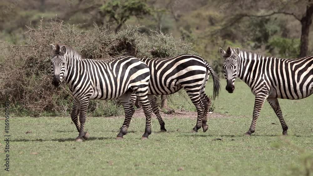 A herd of wild plains zebras on the savannah of southern Ethiopia in the Borena region.