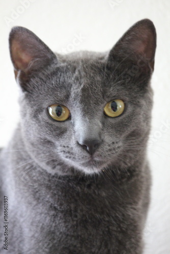 Russian blue cat with yellow eyes