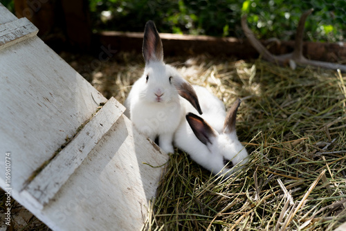 Two small white rabbits in a coop with hay