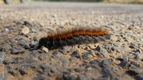 Une chenille processionnaire du pin en gros plan se déplace en ondulant sur un sol caillouteux. 