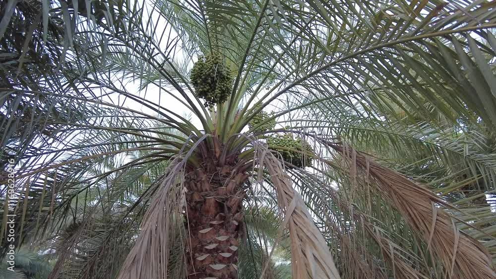 Date palm trees with fruits in the oasis in Al Ain, orbit shot Date palm trees with fruits in the oasis in Al Ain, orbit shot