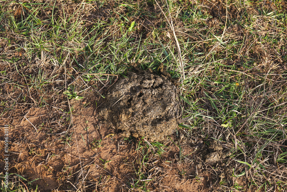 Fototapeta premium cow patty manure in a field
