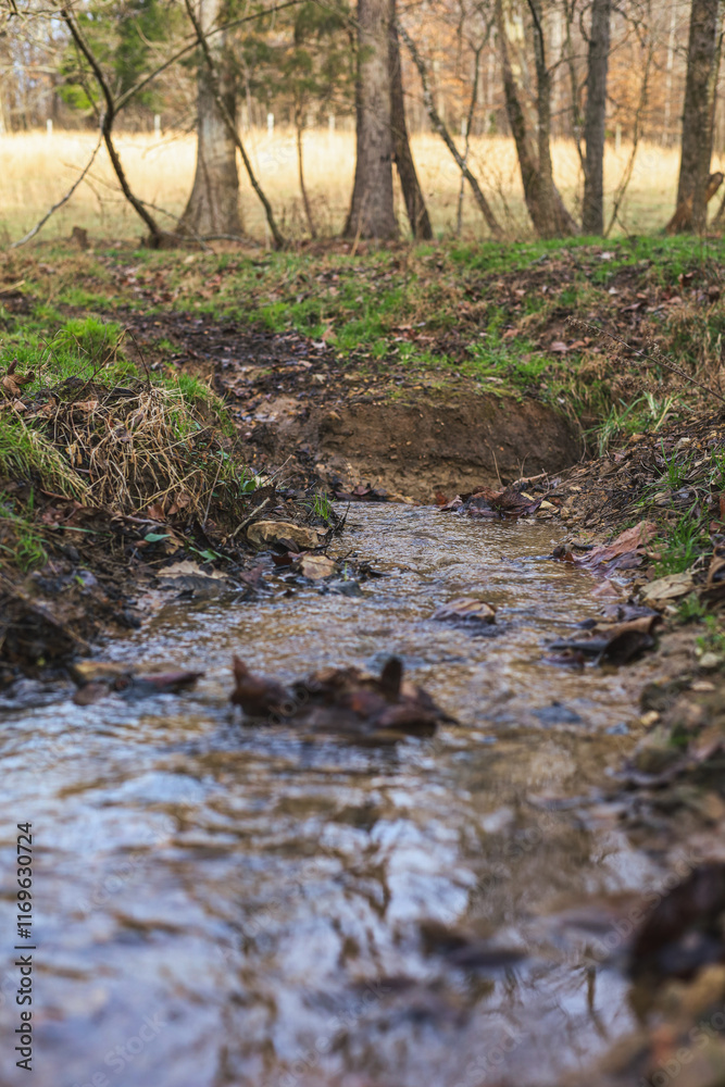 Fototapeta premium small creek stream in the woods and forest