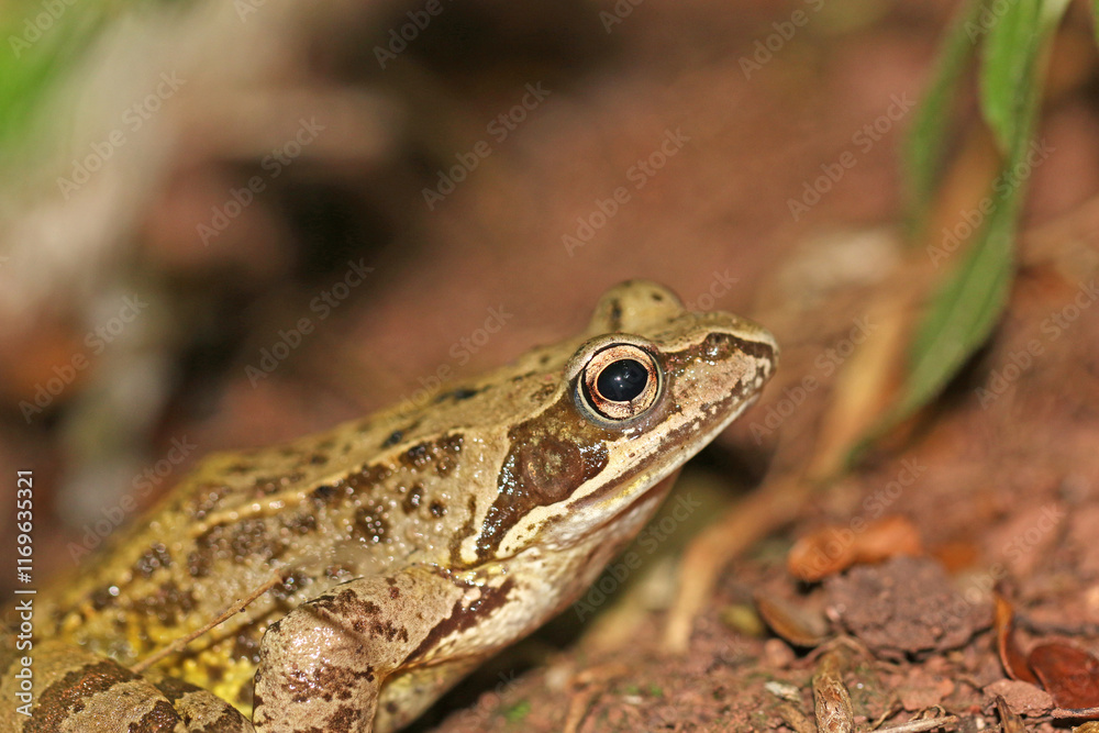 Toad on the ground	