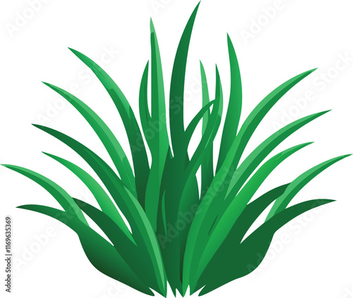 aloe vera plant isolated