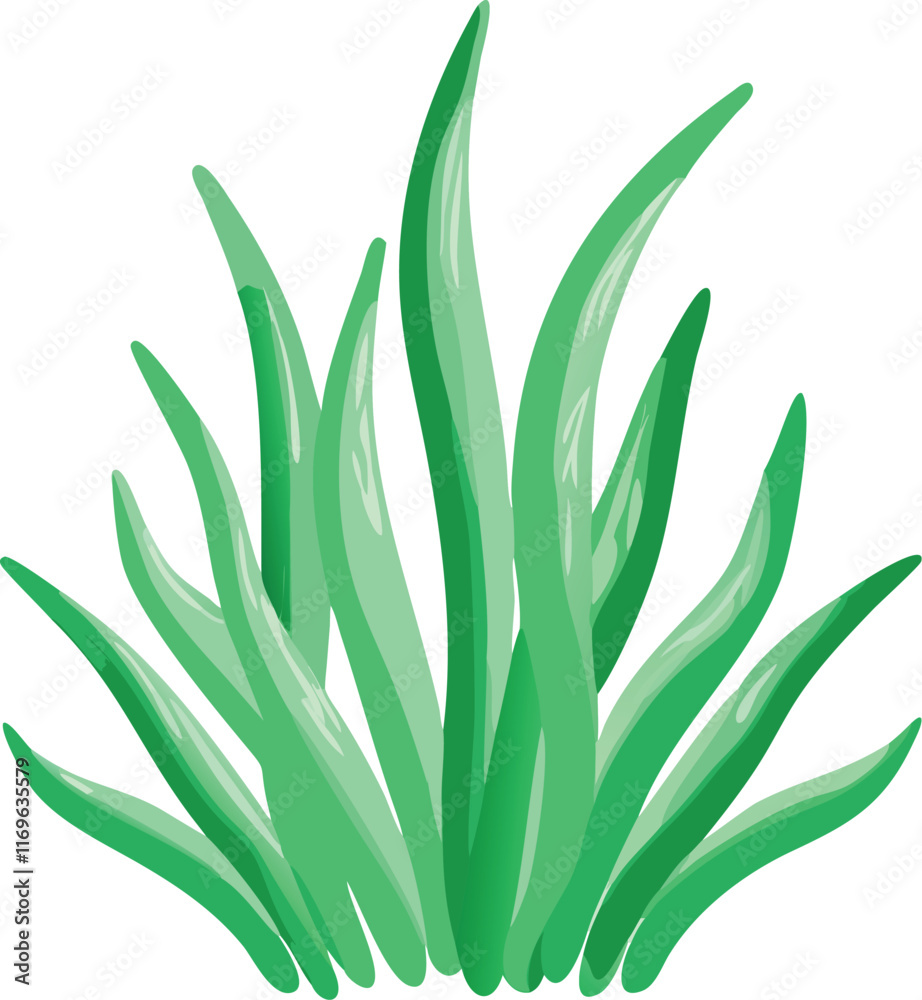 aloe vera plant isolated aloe vera plant isolated