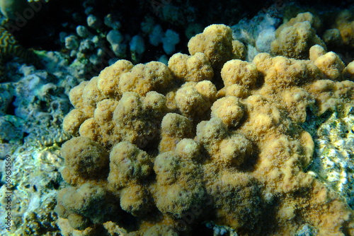 Hedgehog coral (Echinopora hirsutissima) undersea, Red Sea, Egypt, Sharm El Sheikh, Montazah Bay photo