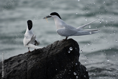 White-fronted tern (Sterna striata) pair in Bluff, New Zealand with water splash in focus. Terns mate for life.