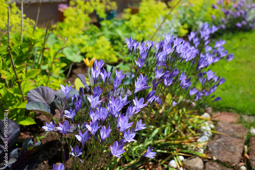Brodiaea laxa Queen Fabiola purple flowers blooming in the sunshine