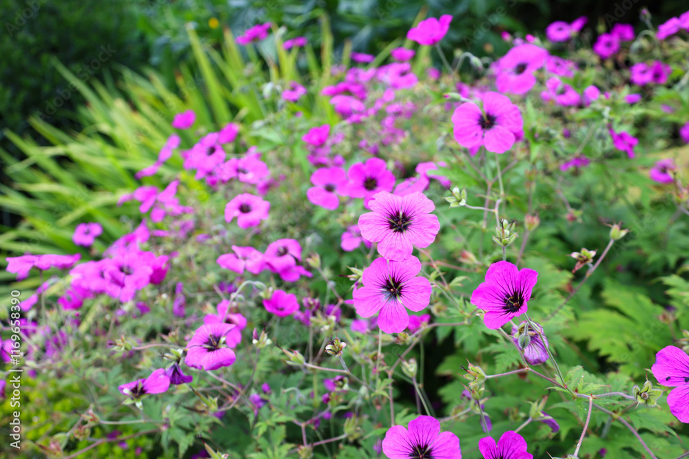 Geranium pink flowers Anne Thomson blooming in the English garden Geranium pink flowers Anne Thomson blooming in the English garden