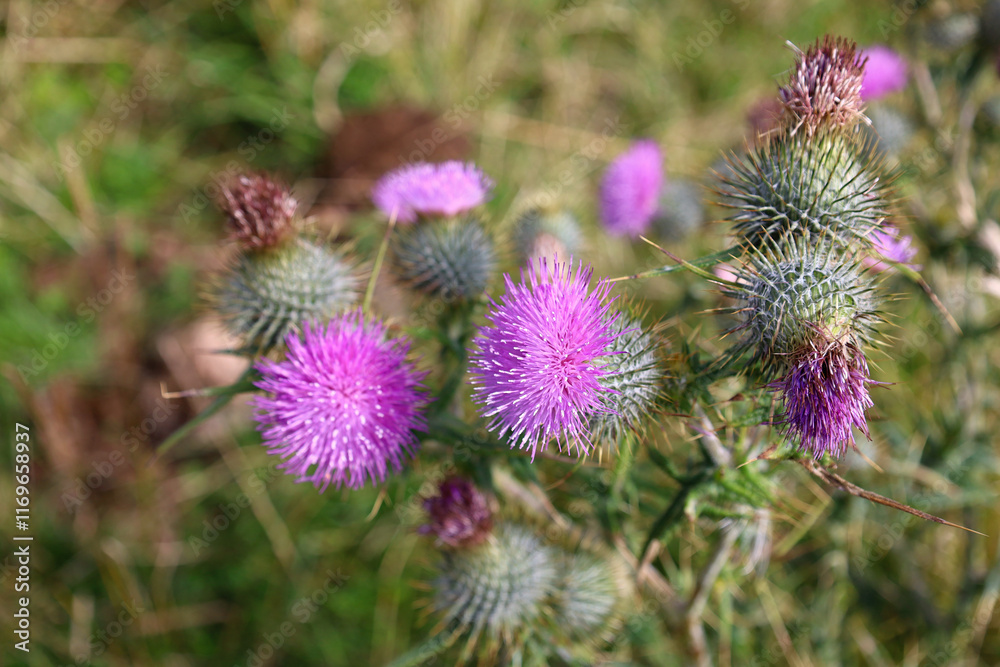 Thistle flowers blooming in a Scottish field Thistle flowers blooming in a Scottish field