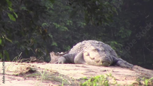 A big crocodile catching the sun in Chitwan national park in Nepal