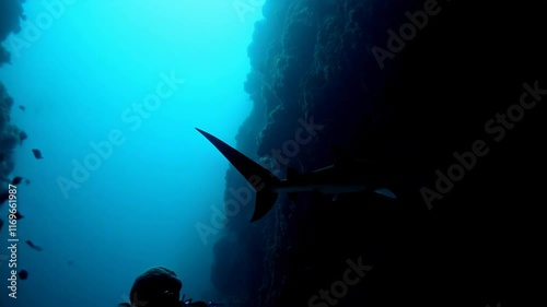 Deep Abyss: A Dive into the Dark and Mysterious Ocean Depth