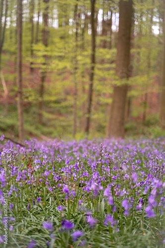bluebells in the woods