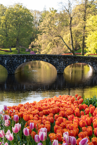 tulips in the bridge park