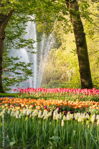 tulips in the spring park
