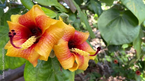 Hibiscus elatus or Talipariti elatum,Blue mahoe or majó azul, is a species of flowering tree in the mallow family,4K video photo