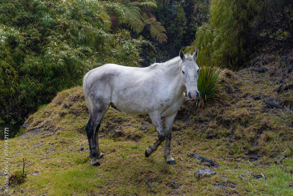 Fototapeta premium white horse in the mountains