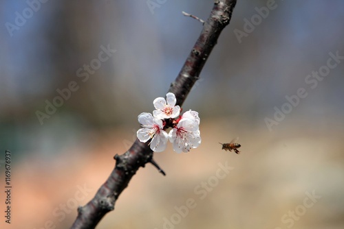 봄 풍경, 매화꽃과 벌 photo