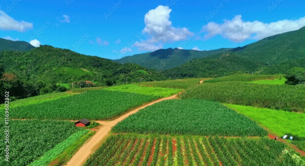 Fototapeta premium Lush Green Farm Landscape.