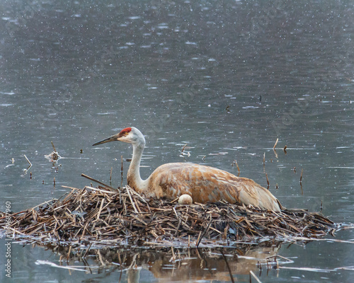 Sandhill Crane in nest with an egg