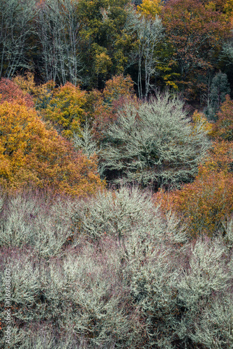 Colourful autumn scene with some already bare trees photo