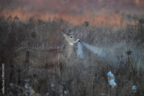 Photos White Tailed Deer doe snorting in the misty morning fog
