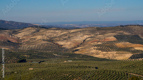 Aerial view of olive groves in Cordoba or Jaen Province. Olive trees landscape, ready for harvesting in december to make olive oil. High quality photo