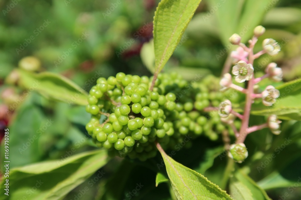 Green callicarpa berries on the bush in Florida nature, closeup Green callicarpa berries on the bush in Florida nature, closeup