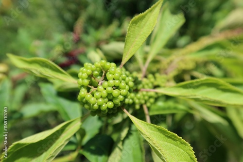 Green callicarpa berries on the bush in Florida nature, closeup photo