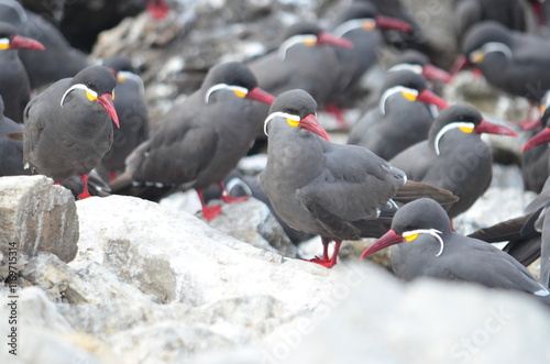 Canvastavla Zarcillo (Larosterna inca) en Isla Lobos de Afuera, Perú