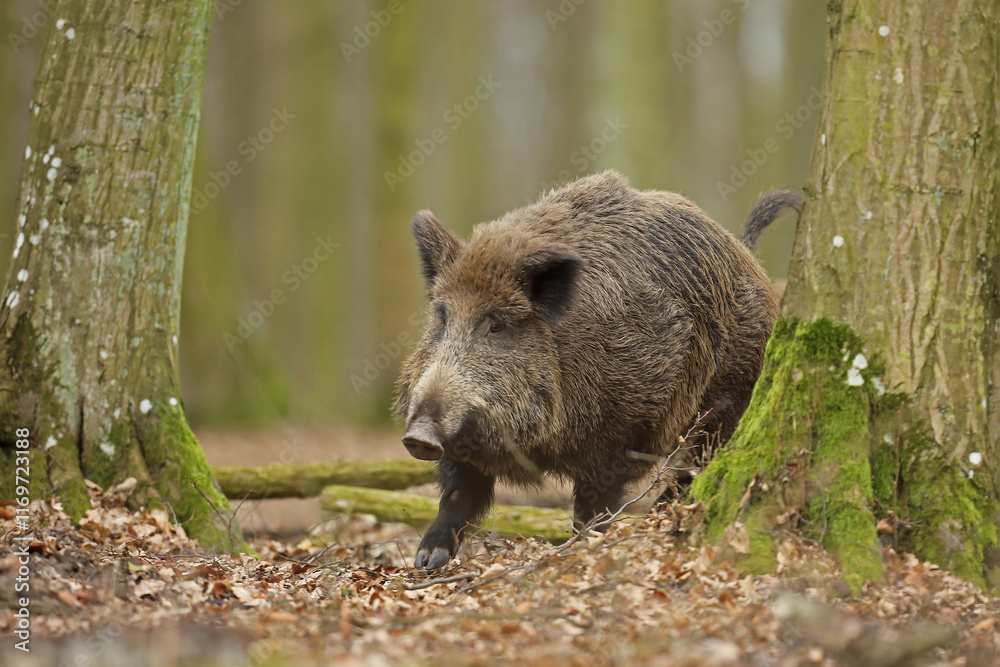 Dzik euroazjatycki, dzik, (Sus scrofa) Dzik euroazjatycki, dzik, (Sus scrofa)