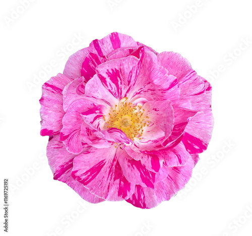 pink rose flower isolated on white background