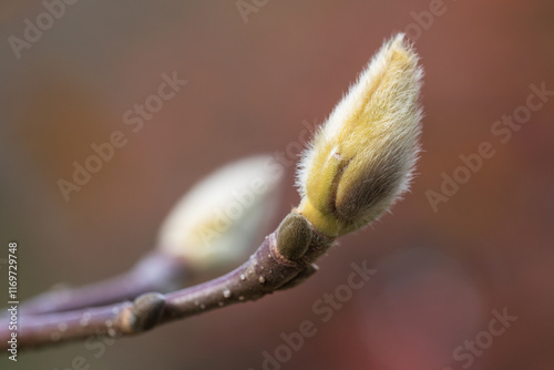 magnolia bud photo