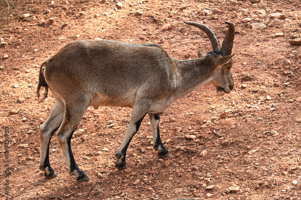 Cazorla Cazorla