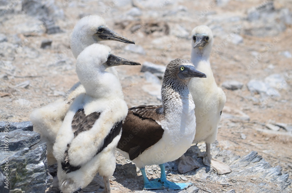 Fototapeta premium Piquero de patas azules (Sula nebouxii) con tres pichones, en isla Lobos de Afuera, Perú