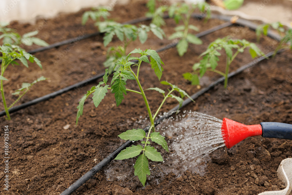 A farmer's hands gently watering a vegetable garden, nurturing each seedling. A farmer's hands gently watering a vegetable garden, nurturing each seedling.