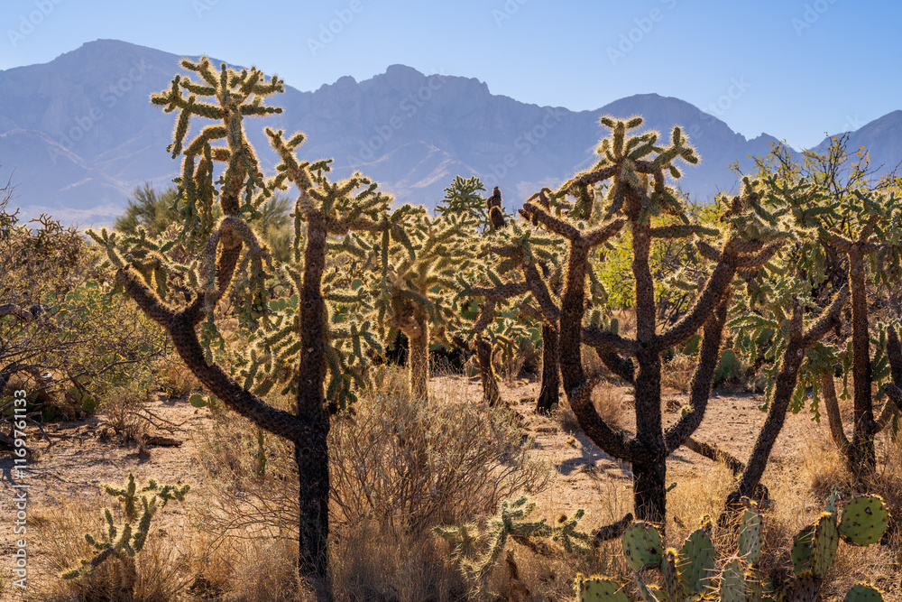 Fototapeta premium Cholla cacti backlit with Catalina mountain range seen in Tucson Arizona