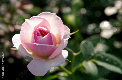 Close-up of a pink rose with drops in a beautiful garden